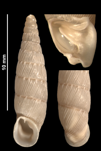 Cliveden Snail