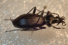Carabus quinlani