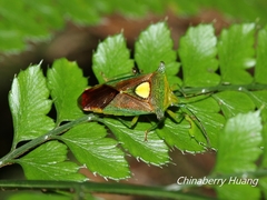 Sastragala scutellata