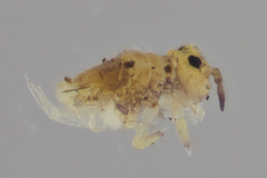 Neosminthurus clavatus