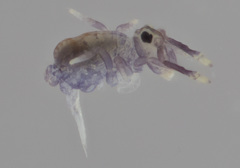 Ptenothrix renateae