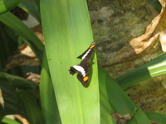Adelpha serpa