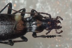 Carabus quinlani