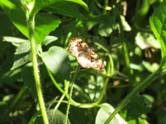 Noctuana lactifera