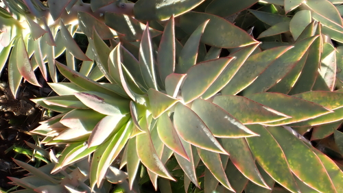 Euphorbia rigida