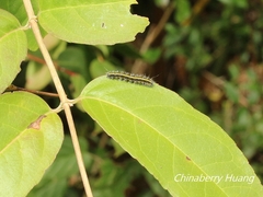 Taicallimorpha albipuncta