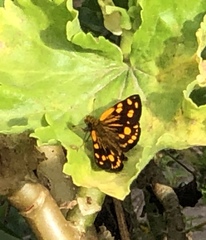Metisella metis