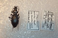 Carabus quinlani