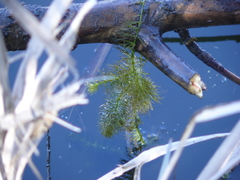 Ceratophyllum submersum