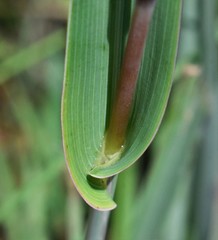 Diheteropogon amplectens