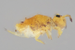 Neosminthurus clavatus