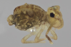 Ptenothrix renateae