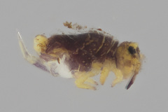 Neosminthurus clavatus