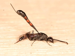 Gasteruption assectator