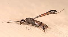 Gasteruption assectator