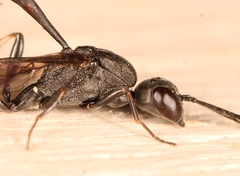 Gasteruption assectator