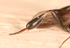 Gasteruption assectator