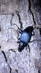 Laemostenus janthinus