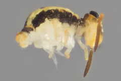 Sminthurinus henshawi