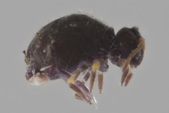 Neosminthurus clavatus