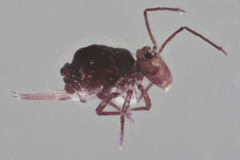 Ptenothrix atra