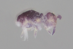 Neosminthurus clavatus