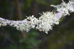 Ramalina denticulata
