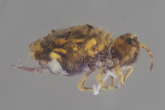 Neosminthurus clavatus