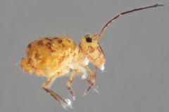 Ptenothrix marmorata