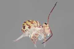 Ptenothrix marmorata