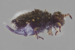 Neosminthurus clavatus