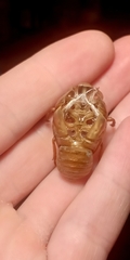 Cicadidae