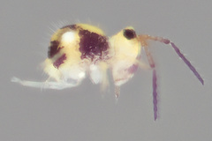 Sminthurides hyogramme