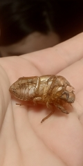 Cicadidae