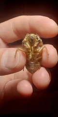 Cicadidae
