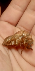 Cicadidae