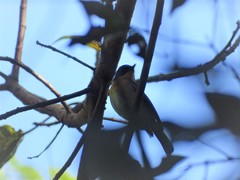 Cyornis