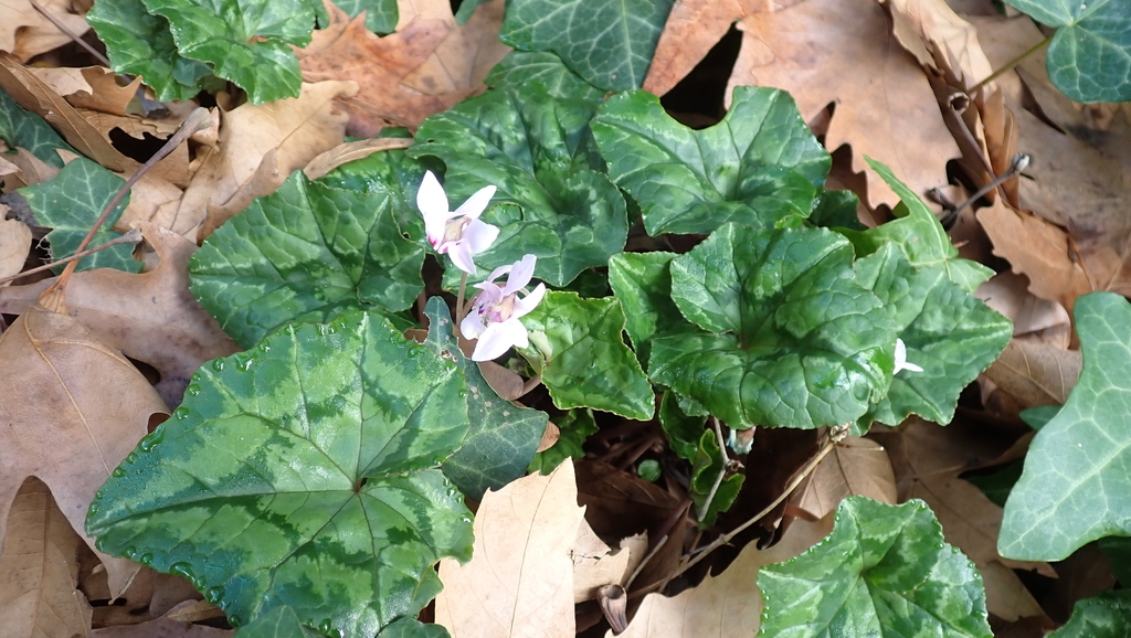 Ivy-leaved cyclamen