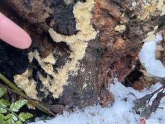 Hydnocristella himantia