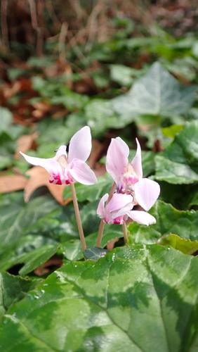 Cyclamen hederifolium