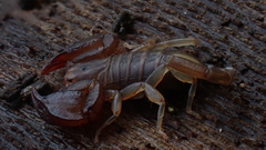 Euscorpius avcii
