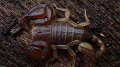 Euscorpius avcii