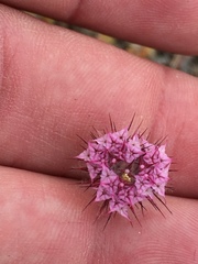 Chorizanthe douglasii