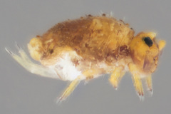 Neosminthurus clavatus
