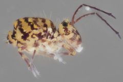 Ptenothrix marmorata