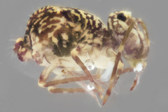 Ptenothrix renateae
