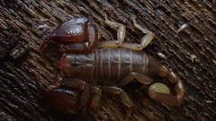 Euscorpius avcii