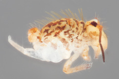 Vesicephalus