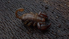 Euscorpius avcii