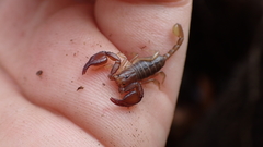 Euscorpius avcii